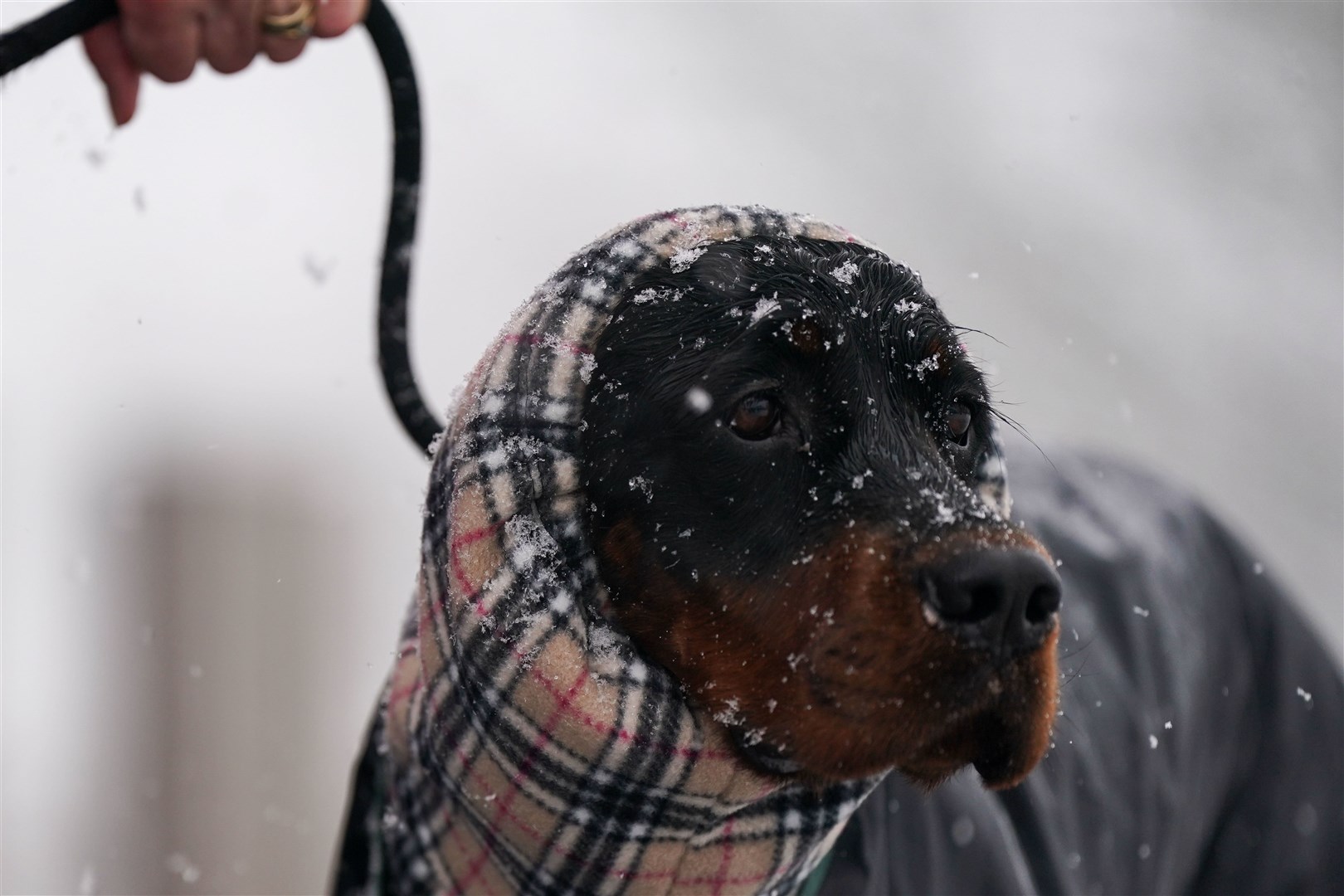 People arrive with their pets on the first day of the Crufts Dog Show at the NEC in Birmingham (Jacob King/PA)