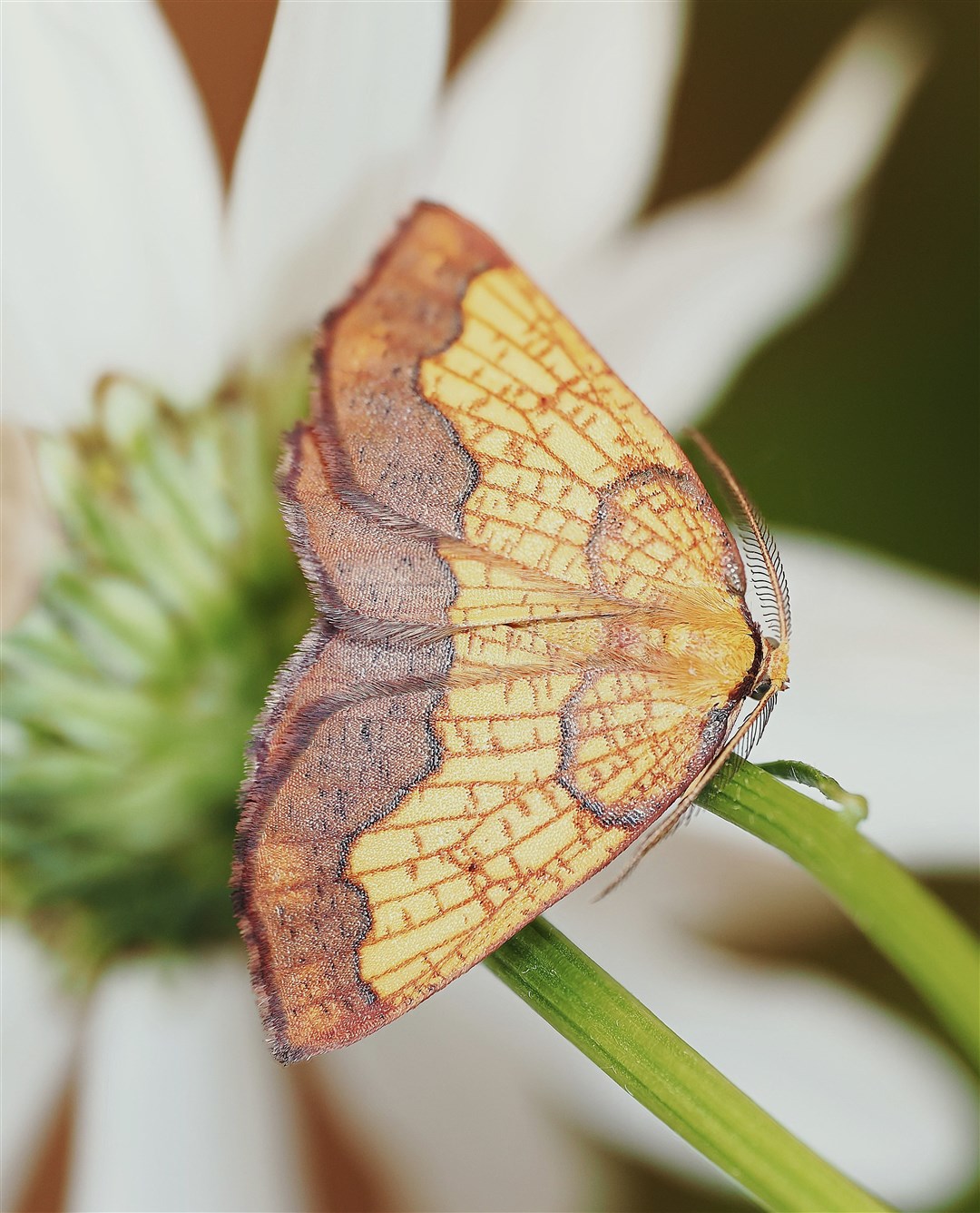 The dark bordered beauty moth (Epione vespertaria) is a rare species. It's known for its distinctive dark borders on yellow wings (RZSS)