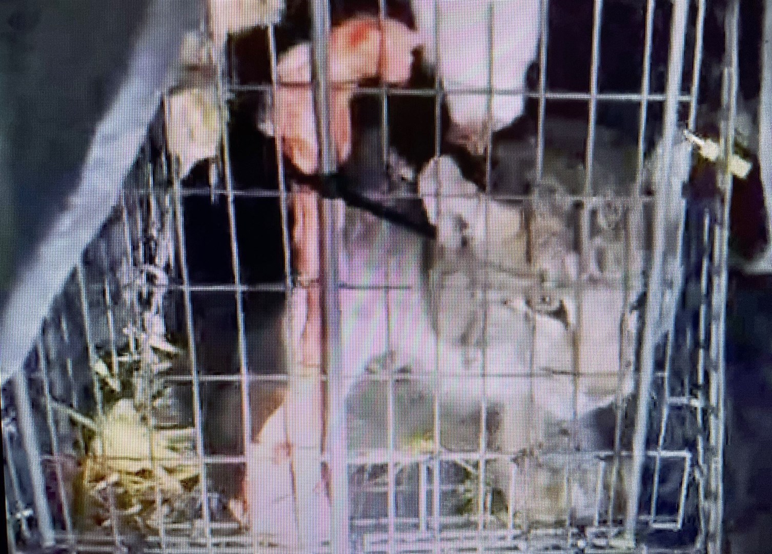 Captured lynx.