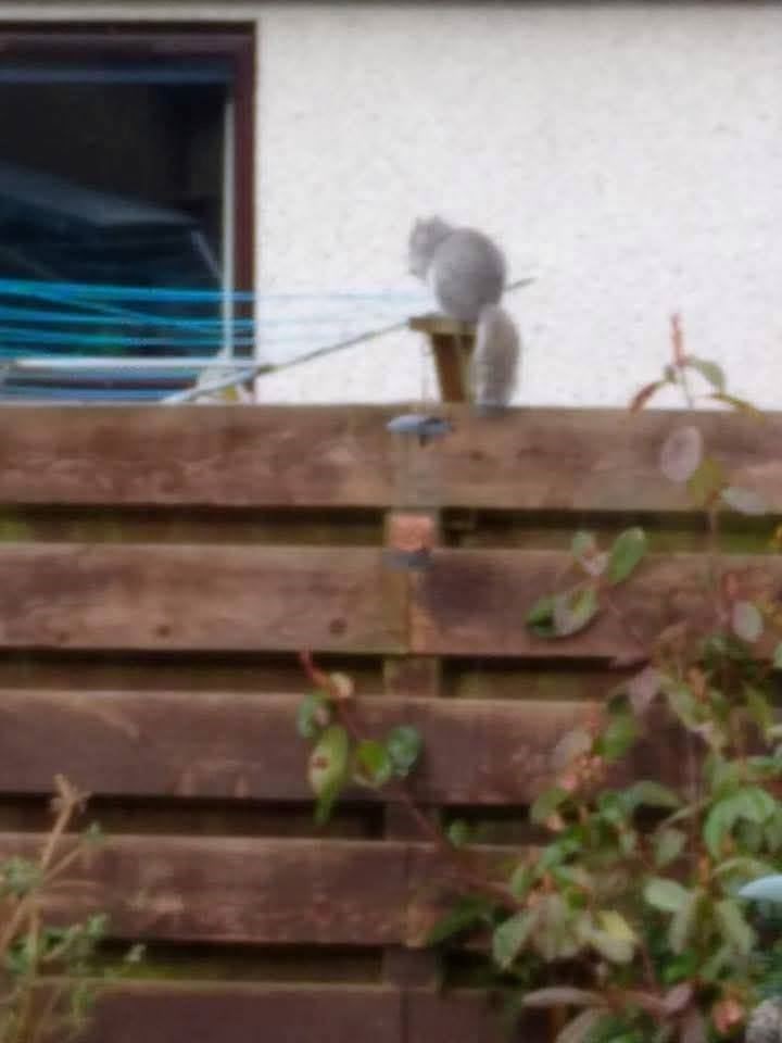 A grey squirrel has been spotted in Kingussie