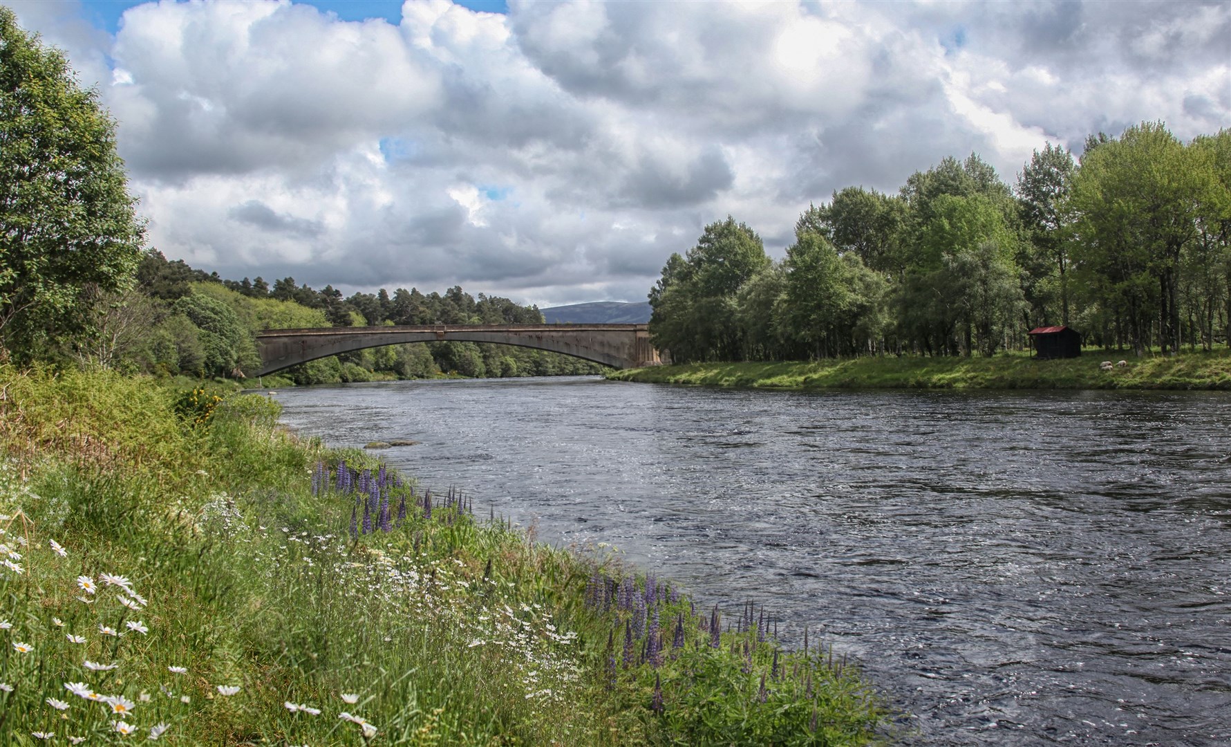 Angler Charlie Whelan said the previous week in his Strathy column that the huge amount of water being abstracted was strangling the River Spey and its salmon.