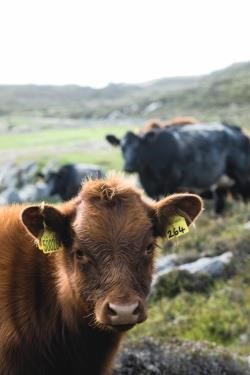 Standards on Scotland's beef farms are amongst the highest in the world