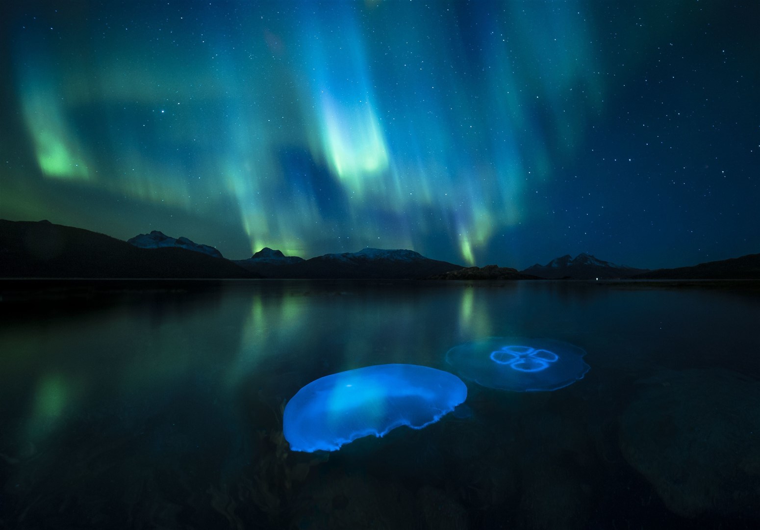 A Moon jellyfish swarm in the waters of a fjord outside Tromso in northern Norway illuminated by the aurora borealis (Audun Rikardsen/Wildlife Photographer of the Year/PA)