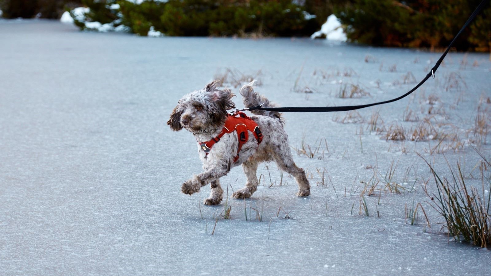 Kristina Fonseca sent in this photo of her dogs enjoying the snow.