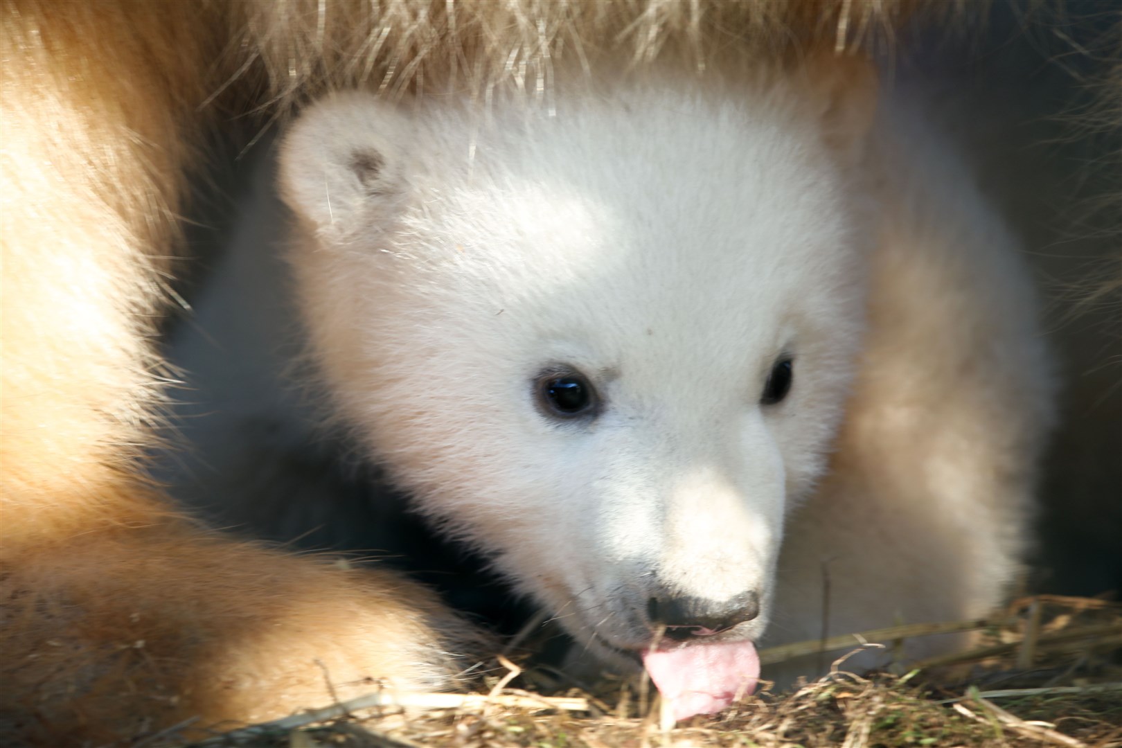 The cub is settling into his new surroundings but has yet to be named.