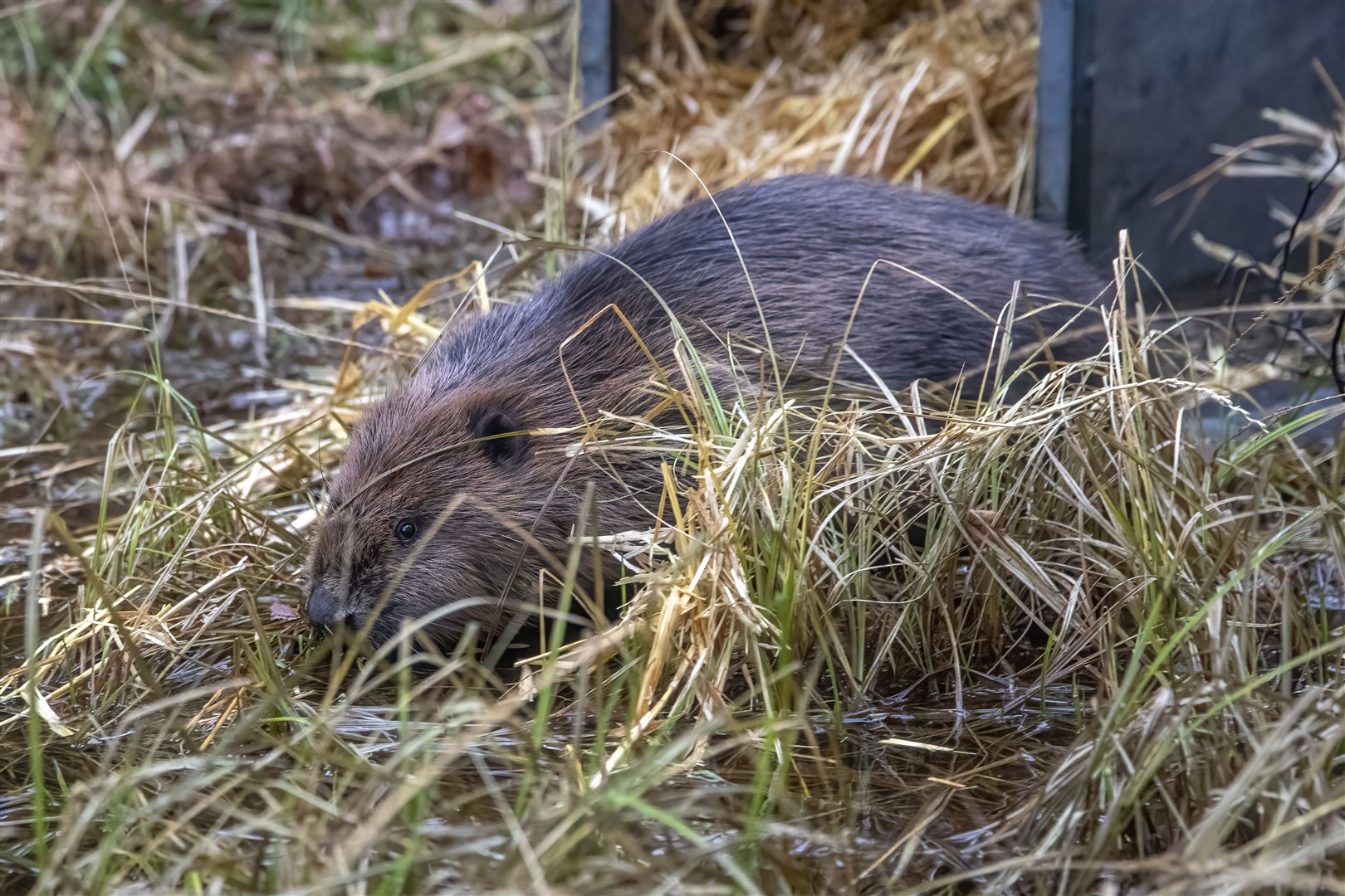 A female beaver leaves the crate and begins to explore her new home in the strath. Picture: Beaver Trust.
