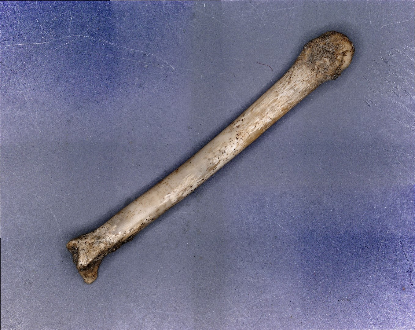 A squirrel bone found at one of the two archaeological sites in Winchester (Alette Blom/University of Basel)
