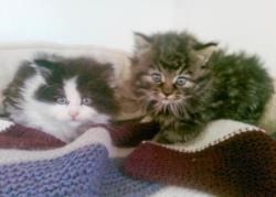 Larry (left) and Luna who are lucky to be alive