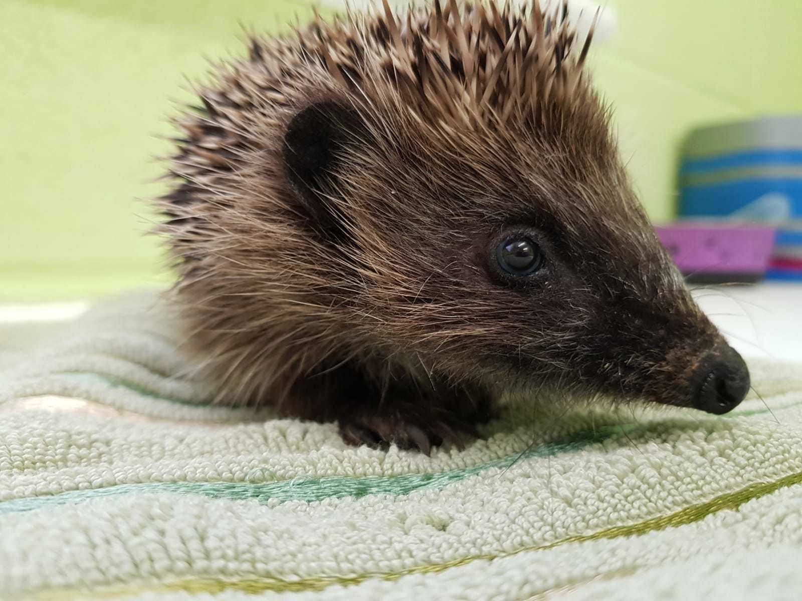 Hedgehog at home