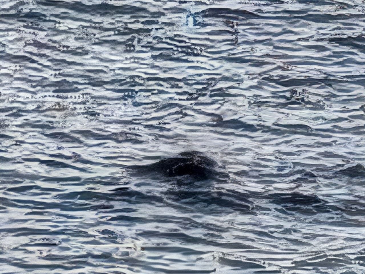 The first potential sighting of Nessie in 2025.