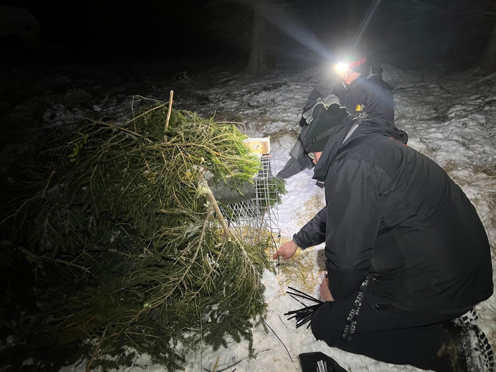 RZSS staff preparing humane traps for second pair of lynx found in Cairngorms. Picture and video: RZSS.