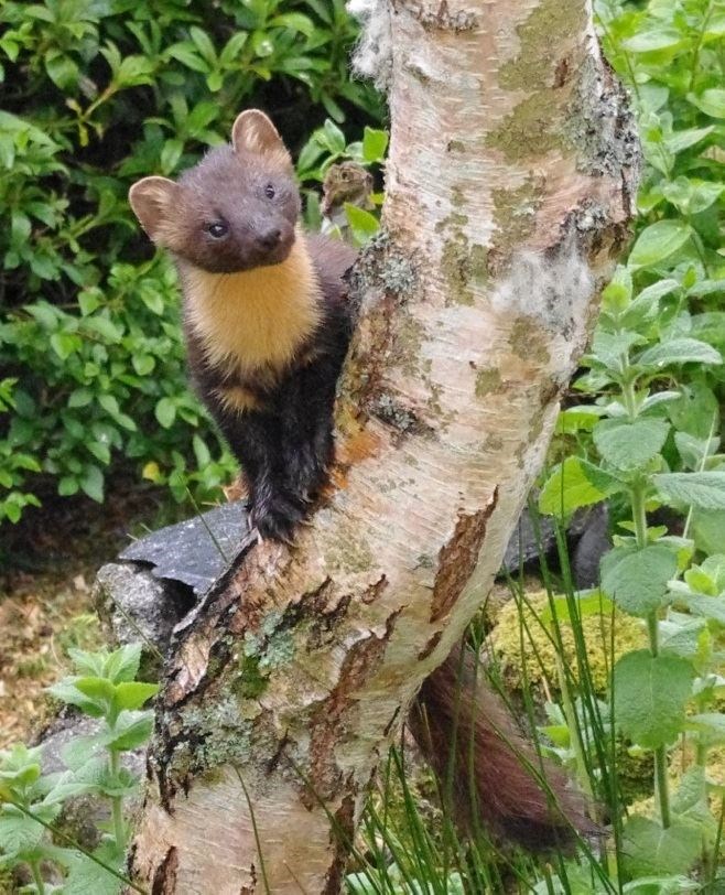 A 'rogue rodent' or welcome local resident? The pine marten. Picture: Les Pearce.