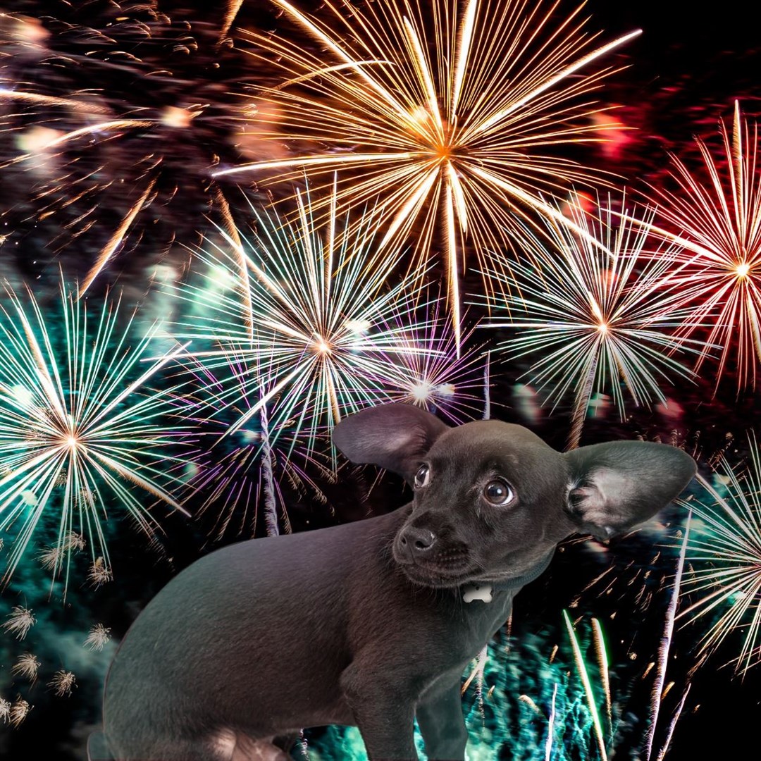 Animals can be frightened of fireworks.