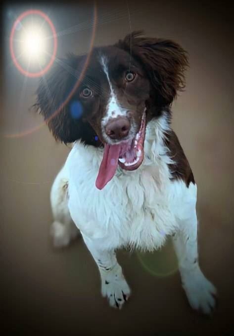 Police sniffer dog Chief, who helped detect £15,000 worth of cannabis in Inverness on Wednesday, January 10.