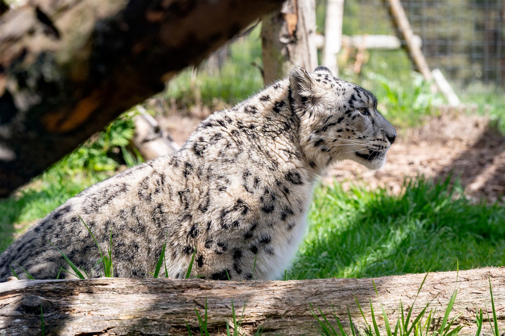 There are hopes that Pari will produce cubs with Koshi. Picture: RZSS.