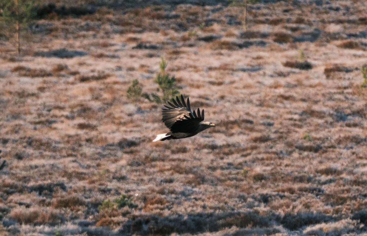 The estate hopes that its natural methods of regeneration will boost provide a home for more wildlife.