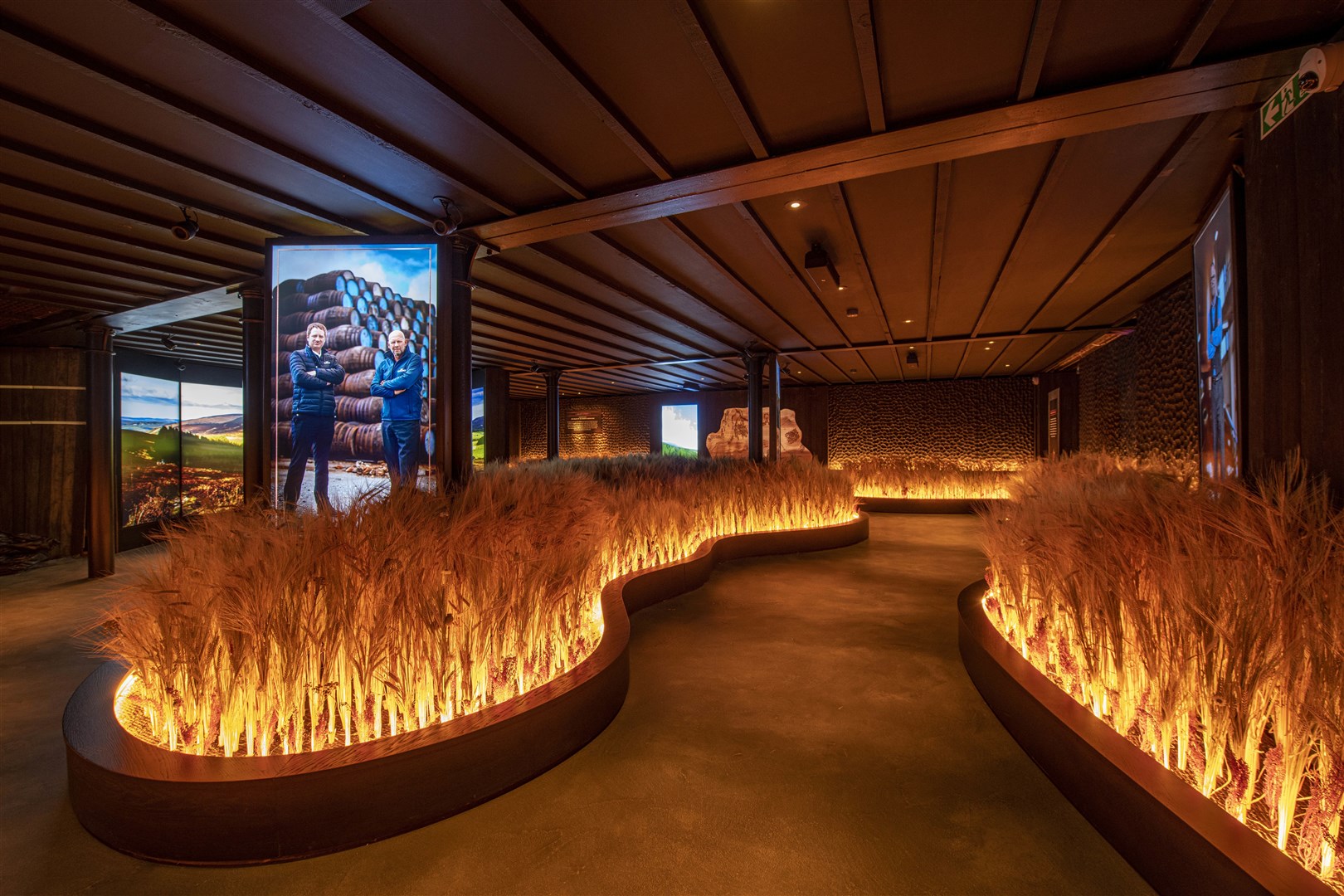 Indoor barley in the Speyside Room at The Glenlivet's revamped visitor centre. Picture: John Paul.