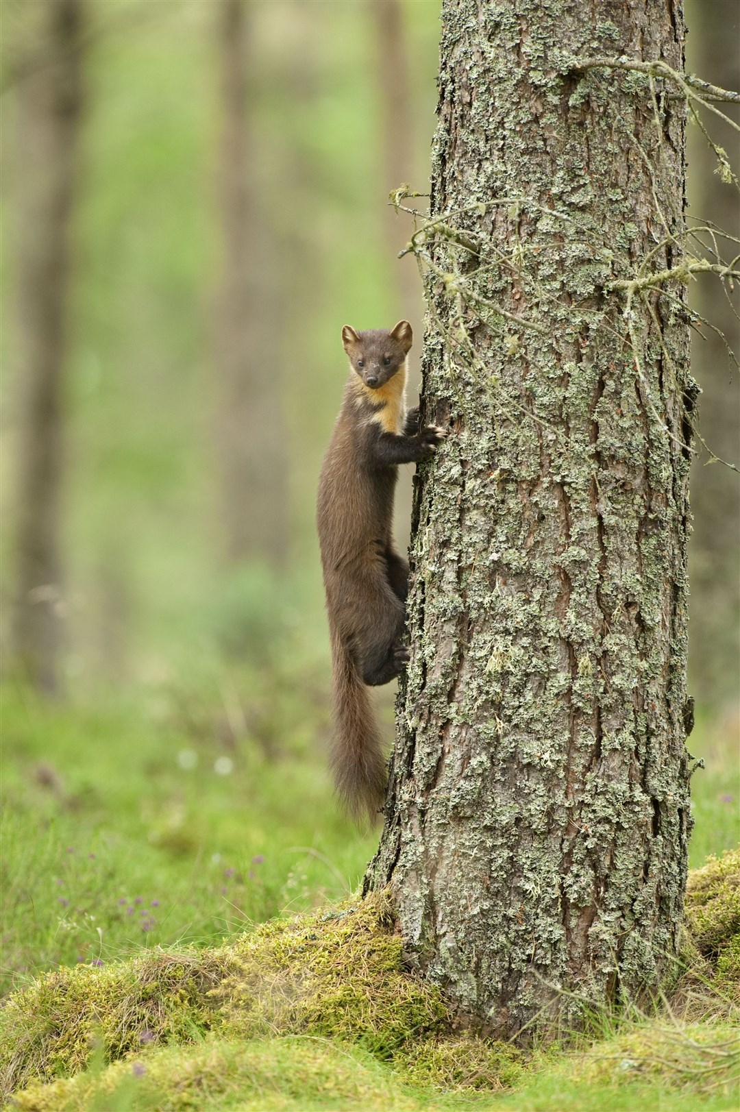 A female pine marten climbing a tree. Picture: Terry Whittaker.