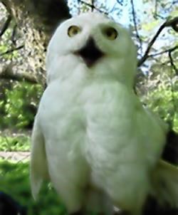 Hedwig will be making a flying visit