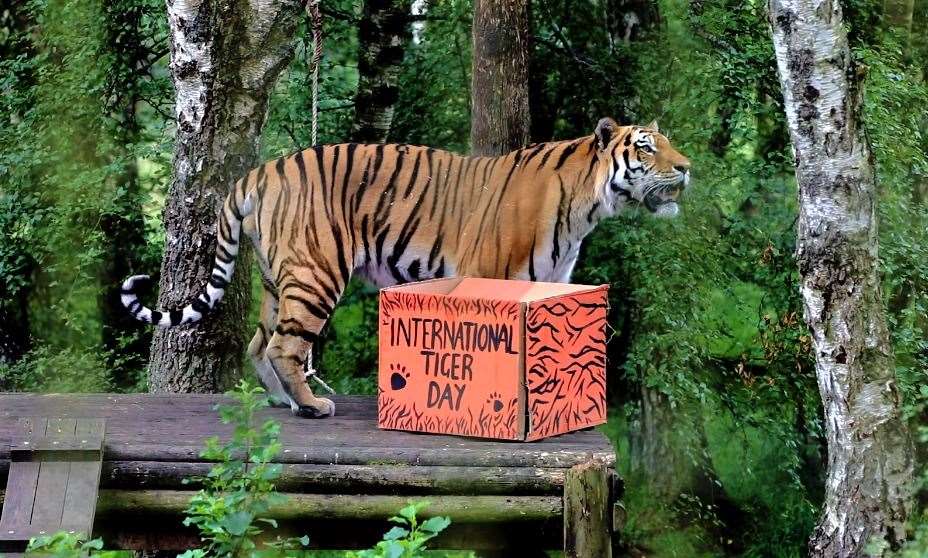 The Royal Zoological Society of Scotland’s Highland Wildlife Park is currently home to five endangered Amur tigers – Botzman and Dominika and their three one-year-old cubs, Layla, Nishka and Aleksander. Pic: RZSS