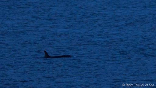 A Killer Whale off the coast at Burghead last night. Photo: Steve Truluck.
