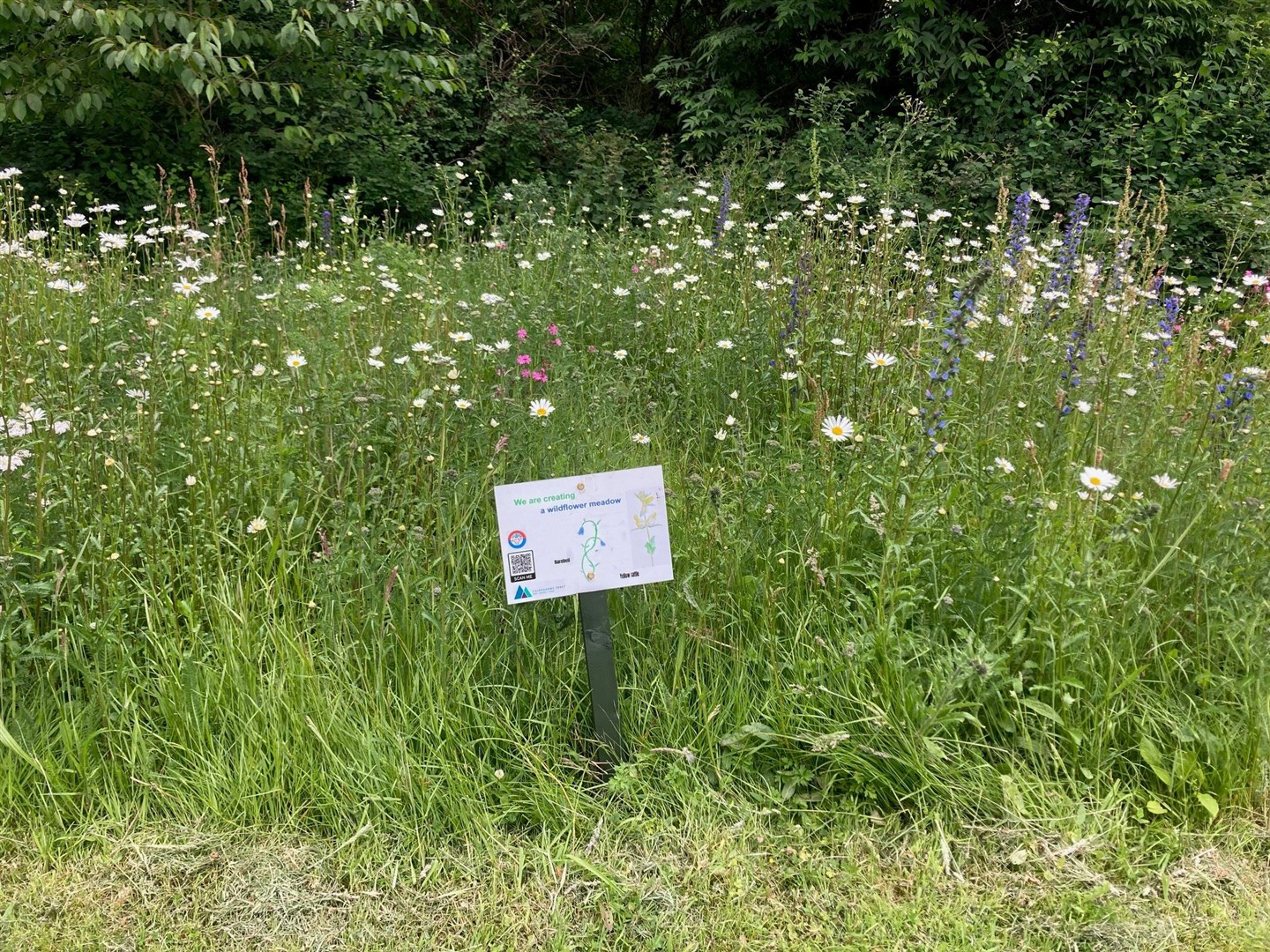 Wildflowers have added a dash of colour to the surroundings at Ardvonie Park.