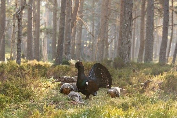 The male dance performs an elaborate dance at lekking sites to attract females.