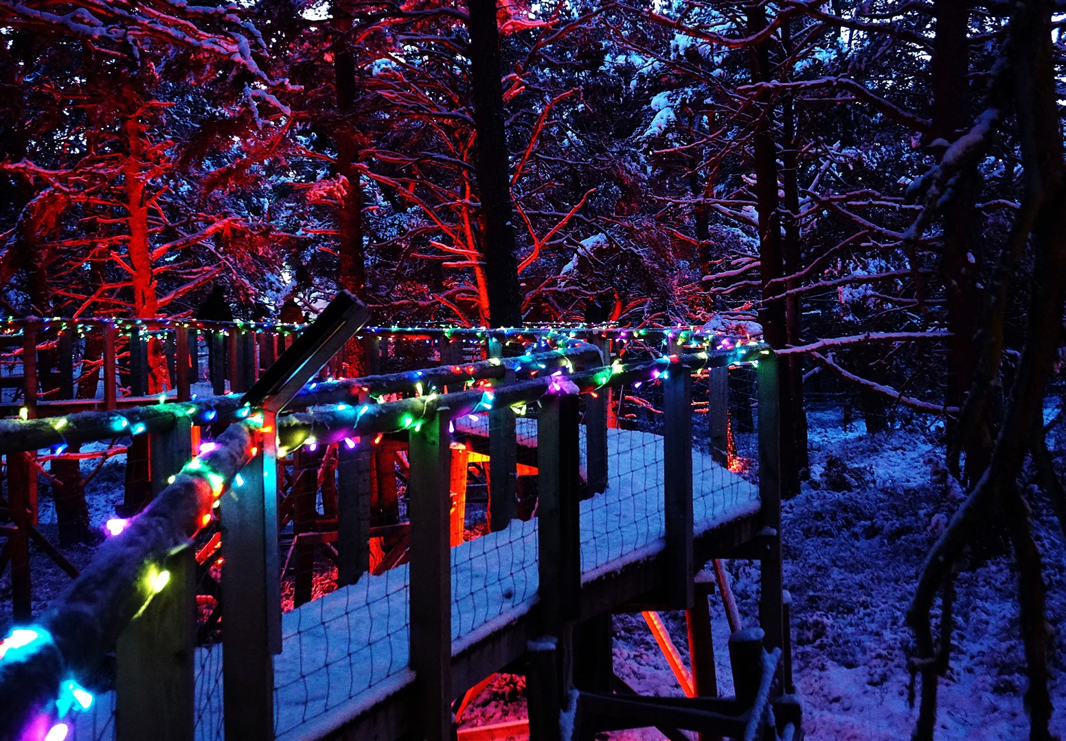 The Ancient Forest Twi-LIGHTS experience at Landmark Forest Adventure Park in Carrbridge. Picture: Federica Stefani.