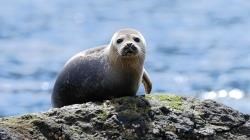 seal