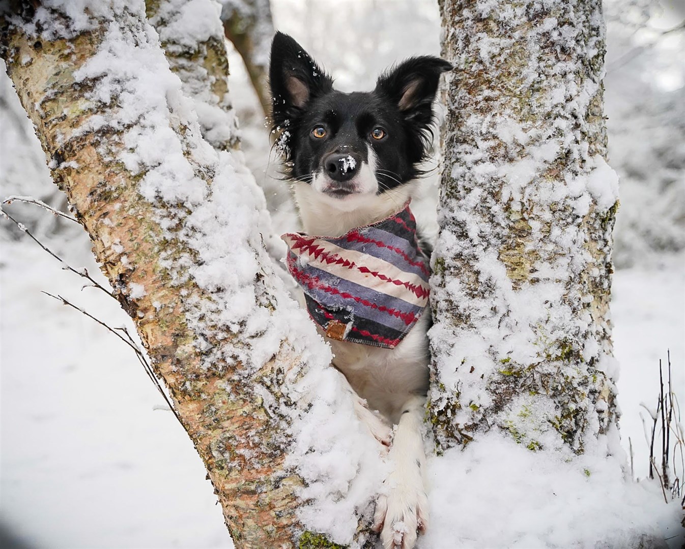 Reader Tsara Cole took these photos of dogs in the Highlands.