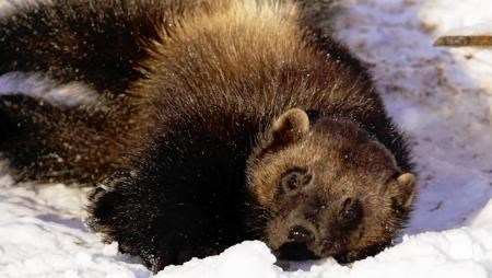 Wolverine at the Wildlife Park