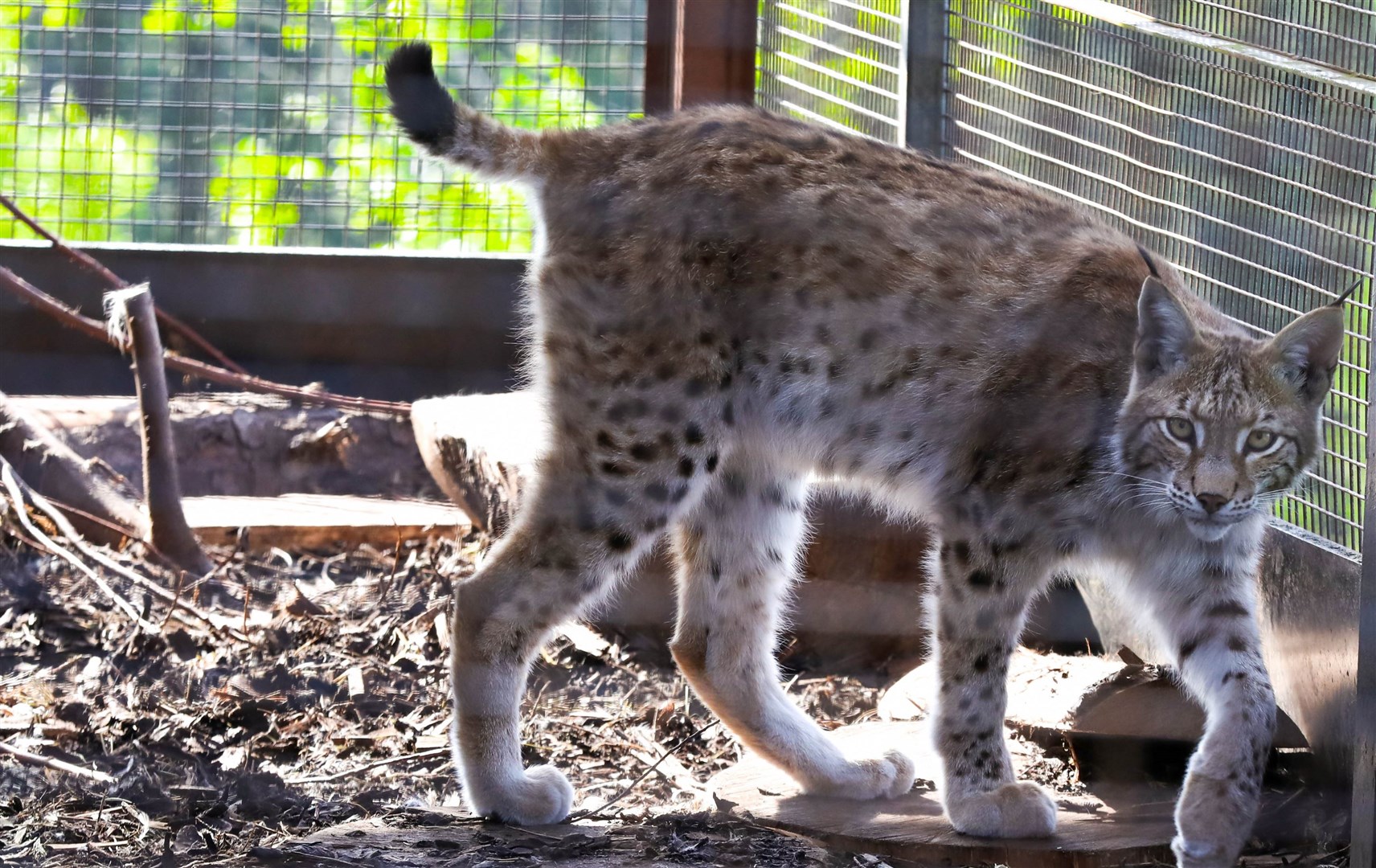 WHAT'S MY NAME? One of the new residents at the Highland Wildlife Park who is needing a new ID. (RZSS)