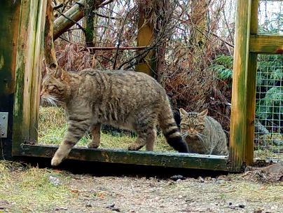 PURRFECT TIMING: Cairngorm's wildcats are preparing for Valentine's Day (RZSS)