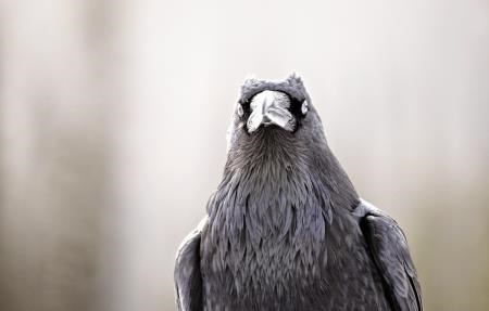 Farmers say booming raven numbers are causing major problems for them