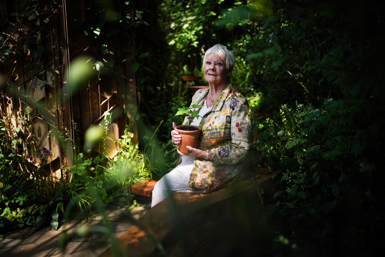 The public caught a glimpse of a seedling from the Sycamore Gap when it was placed on a Chelsea Flower Show garden by Dame Judi Dench (Yui Mok/PA)