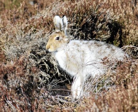 The threatened mountain hare (BSCG)