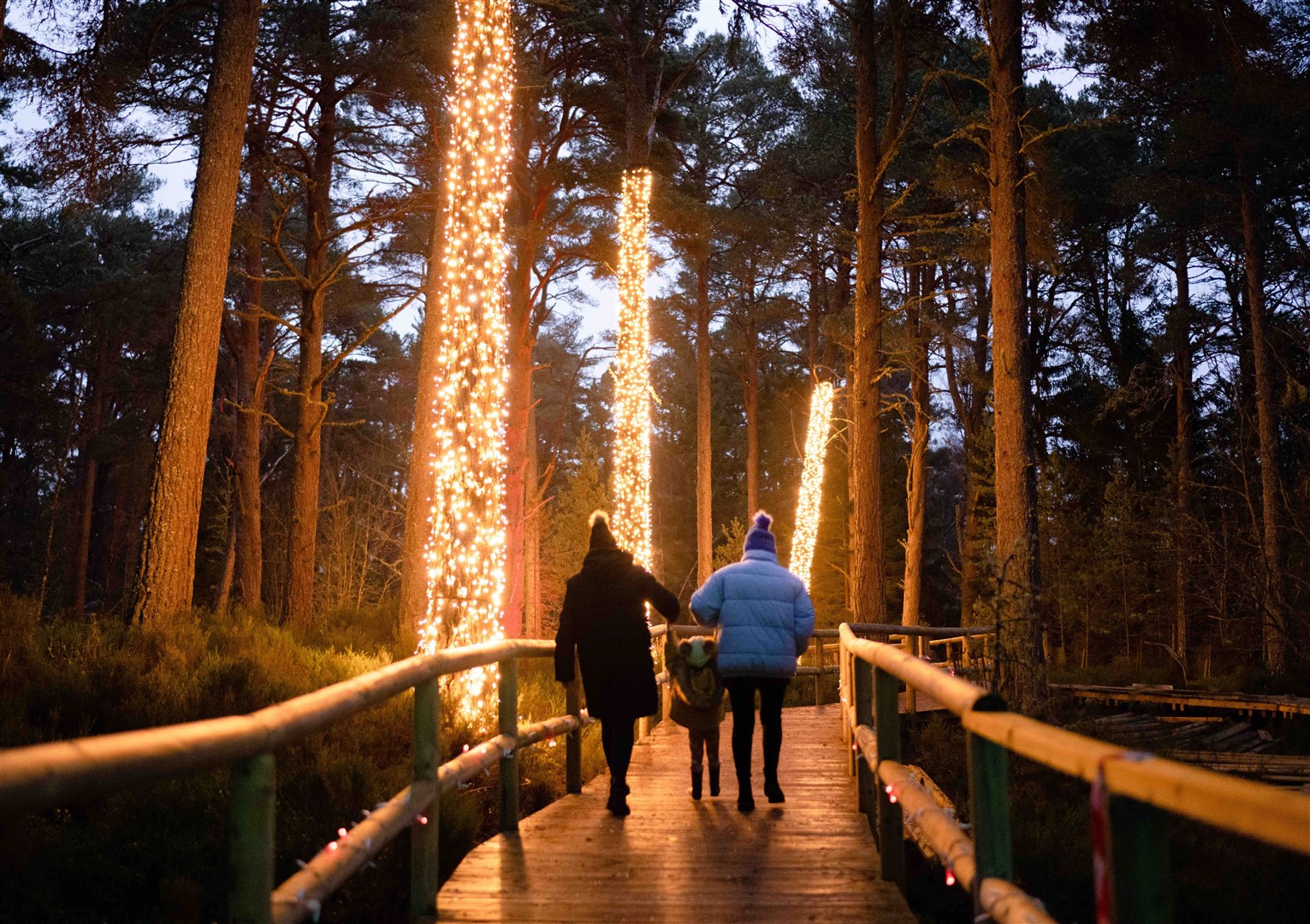 The light trail takes you through the beautiful woodland in the park. Picture: Landmark Forest Adventure Park.