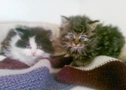 Larry (black and white) and Luna (female)