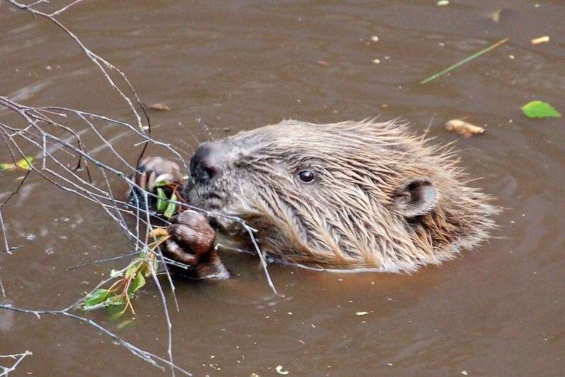 Beavers could soon be sighted in Badenoch and Strathspey once again. Picture: Paul Stevenson.