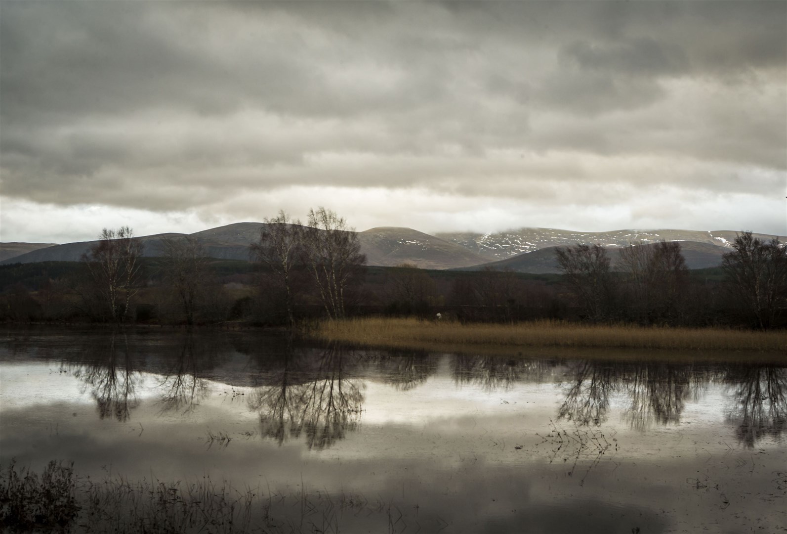 The pigs were released in the Cairngorms National Park (Danny Lawson/PA)