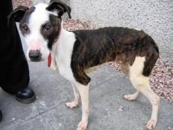 In safe hands now - Millie.