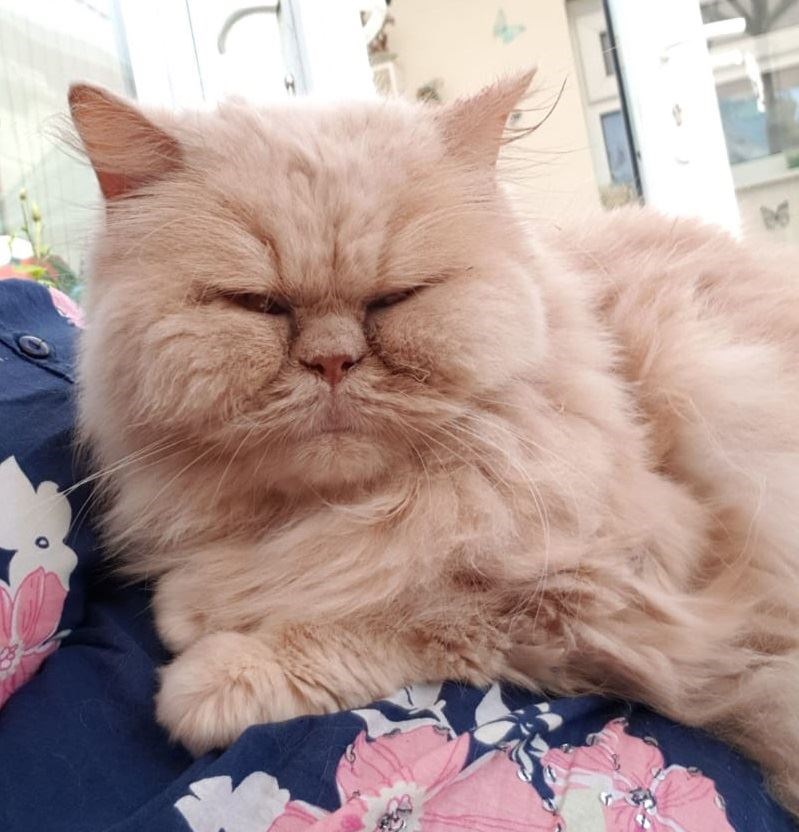 Persian cat Bailey died before he could be seen by a vet. (RSPCA/family handout)