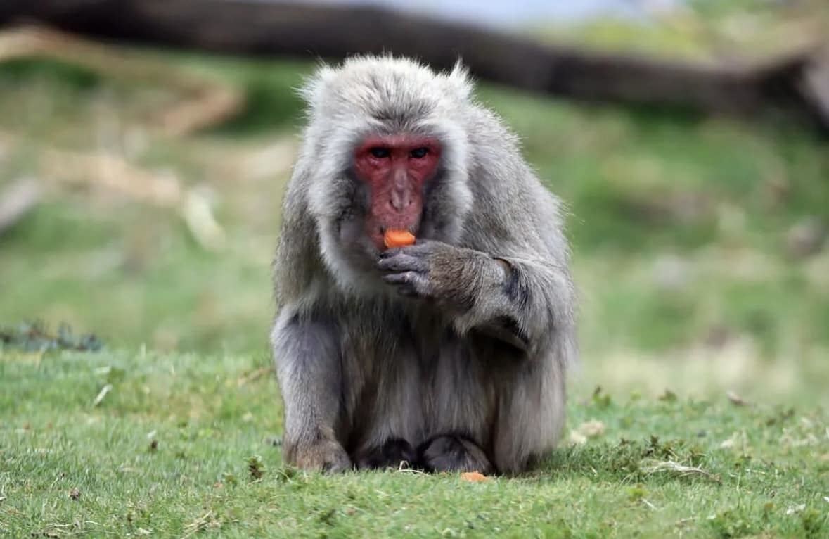 A Japanese macaque like the animal which has gone on the run. (RZSS)
