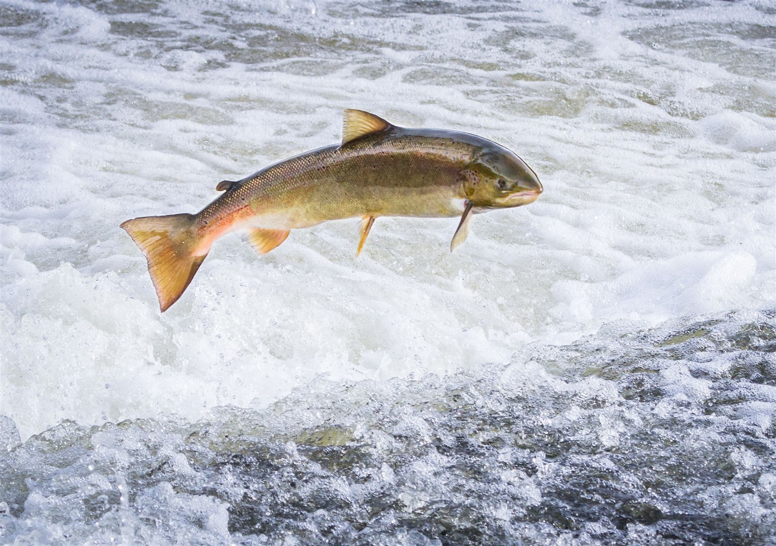 An Atlantic Salmon makes its way upriver against the rapids to reach its spawning grounds.
