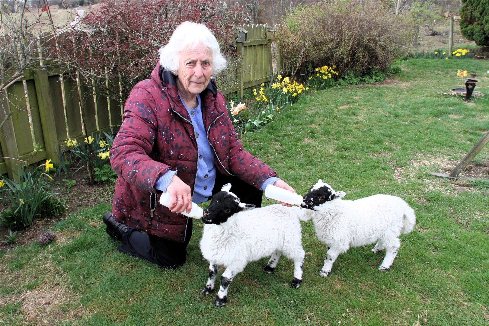 Margaret Ross feeds one set of the orphaned lambs.