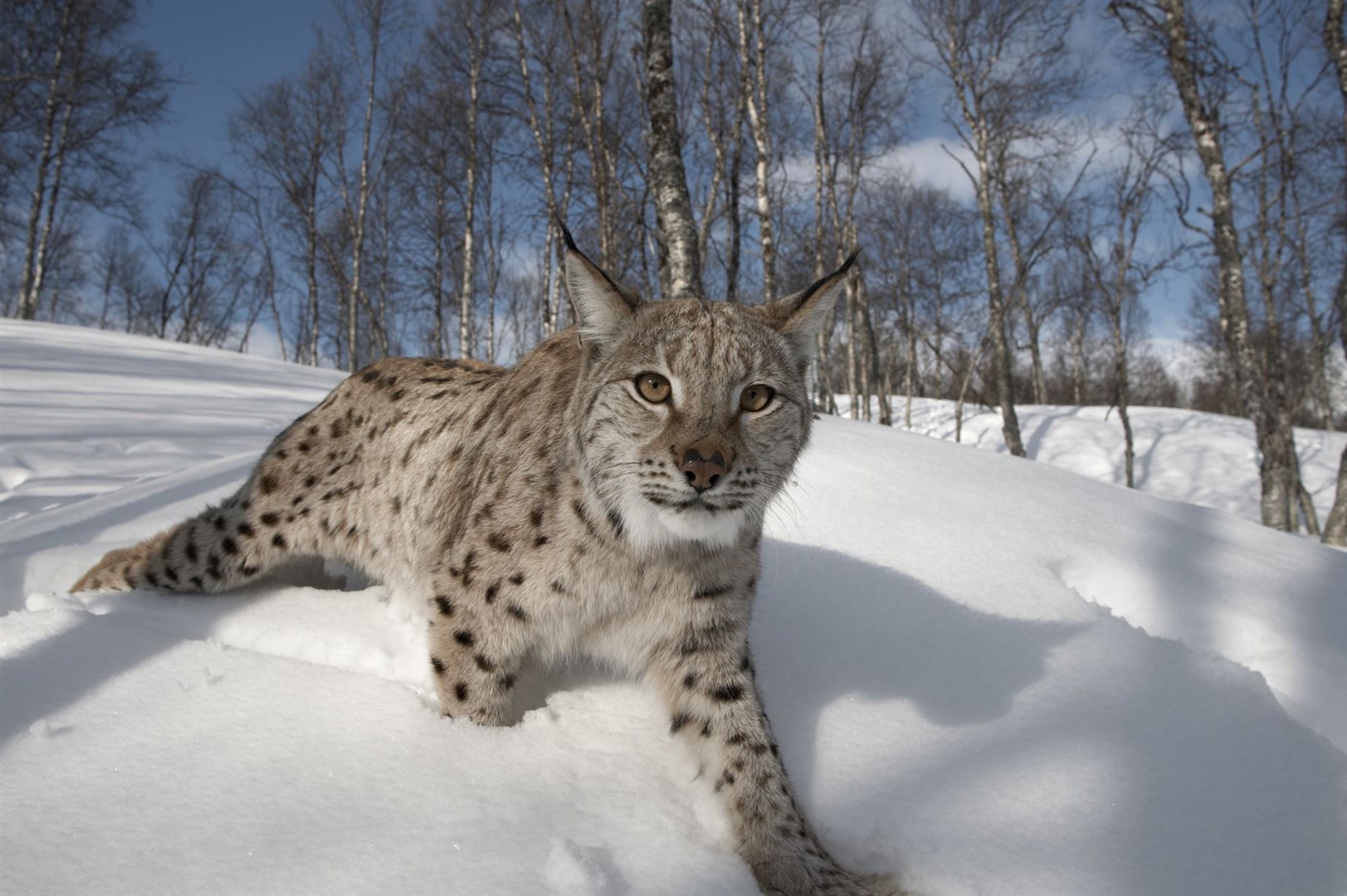 European Lynx (Lynx lynx) adult female in winter birch forest, Bardu, Norway (c)